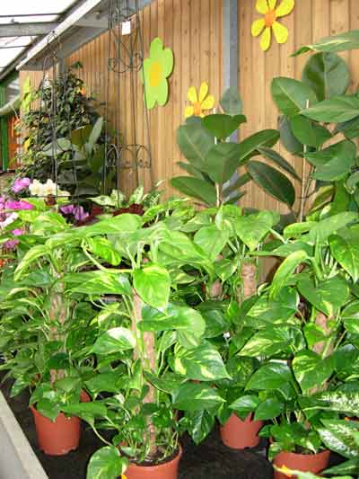 Epipremnum