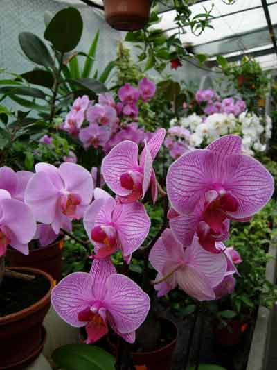 Phalaenopsis
