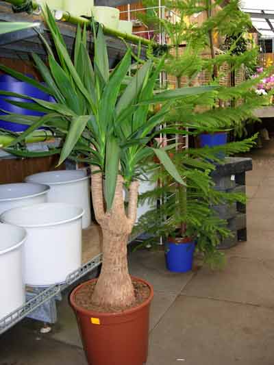 Yucca