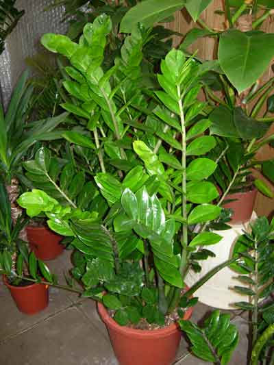 Zamioculcas